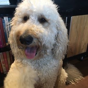 Meet your Posher, Andrea